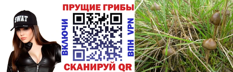 Галлюциногенные грибы Psilocybine cubensis  blacksprut ссылка  Гудермес  дарк нет официальный сайт  закладки 